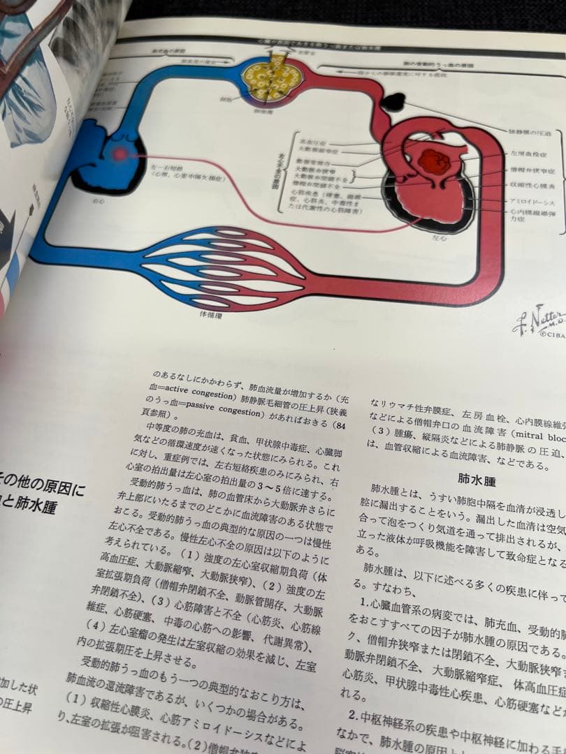 医学図譜集 心臓編【Frank H. Netter】解剖学専門書 医学イラスト本