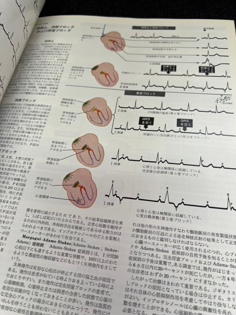 医学図譜集 心臓編【Frank H. Netter】解剖学専門書 医学イラスト本