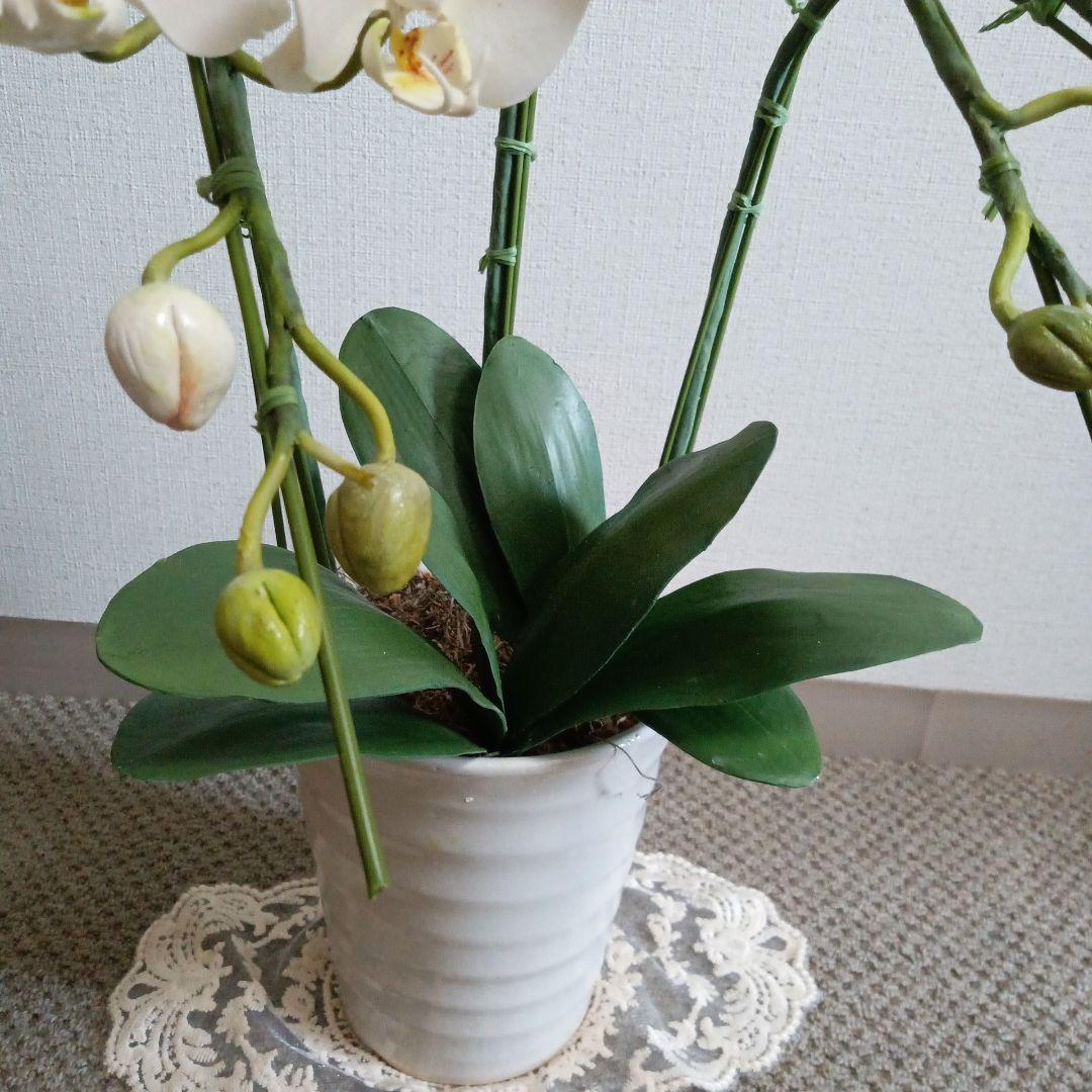 専用 ホワイト胡蝶蘭3本立ち クレイフラワー