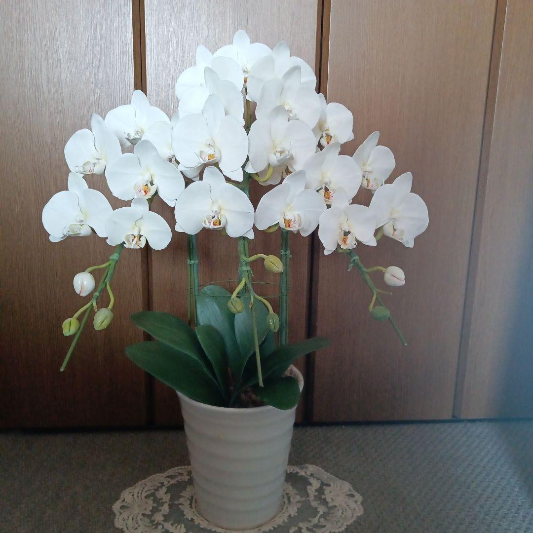 専用 ホワイト胡蝶蘭3本立ち クレイフラワー