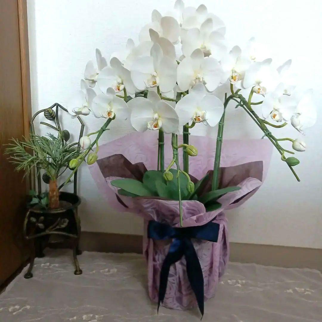 専用 ホワイト胡蝶蘭3本立ち クレイフラワー