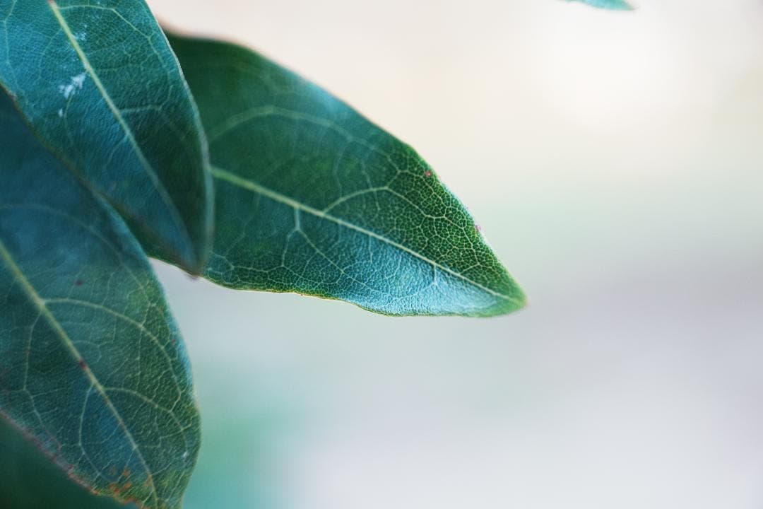 未使用級美品 SONY SEL2070G 旅も街撮りも1本完結 激レア出品