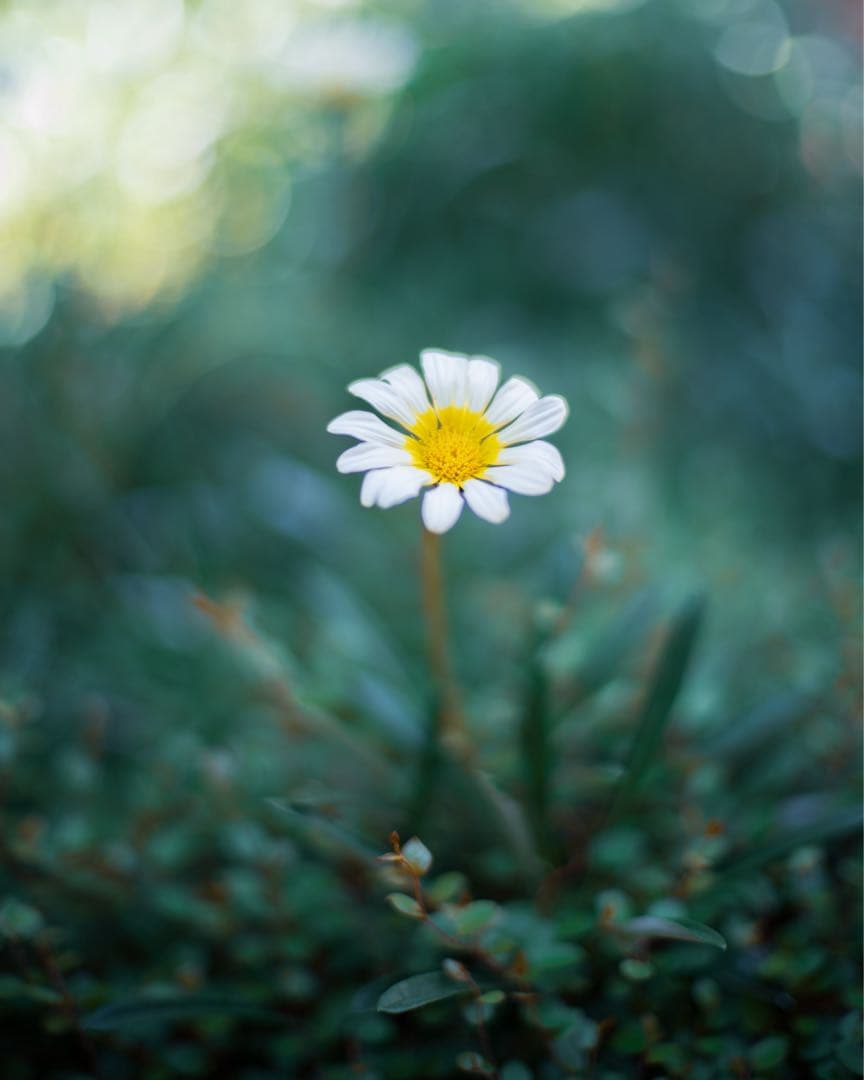 フォクトレンダー NOKTON 50mm F1.1