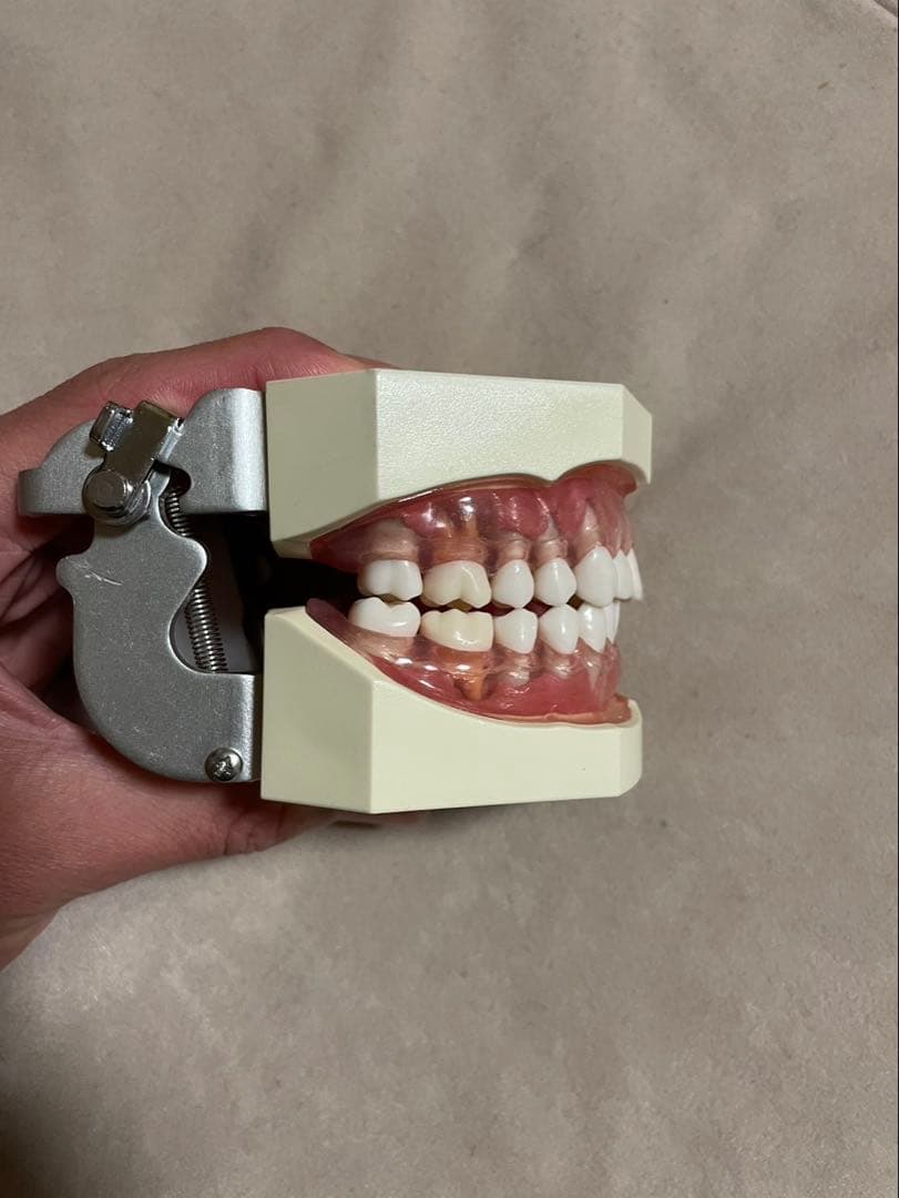 シートマスクと歯科模型セット