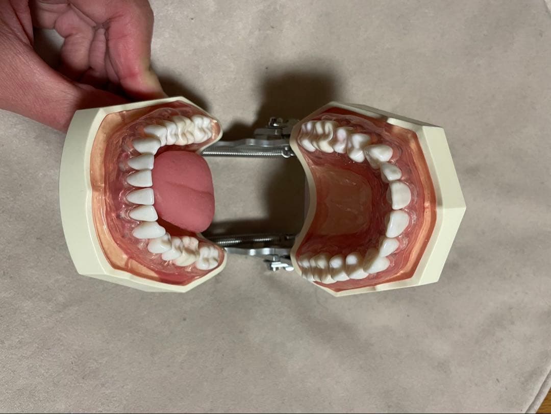 シートマスクと歯科模型セット