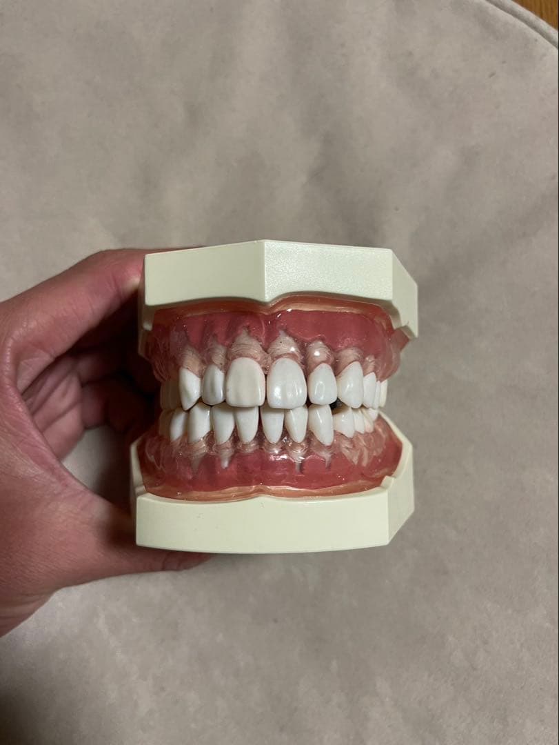 シートマスクと歯科模型セット