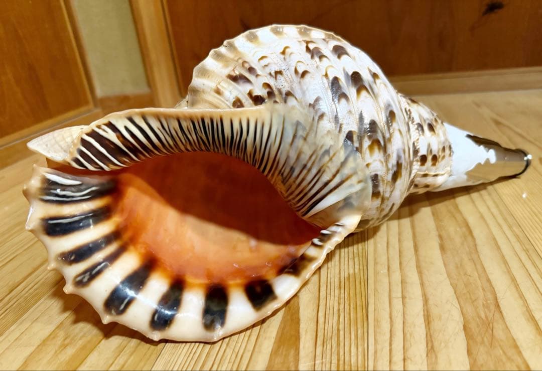 幸せウサギ専用 大型39㎝修験道法螺貝　山伏　密教　魔除け　熊よけ❣️ほら貝