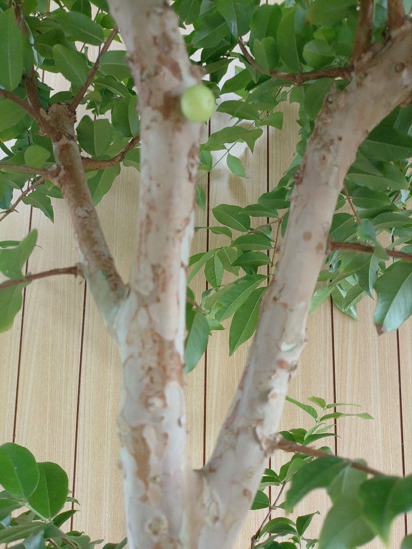 ジャボチカバ実生苗　 575