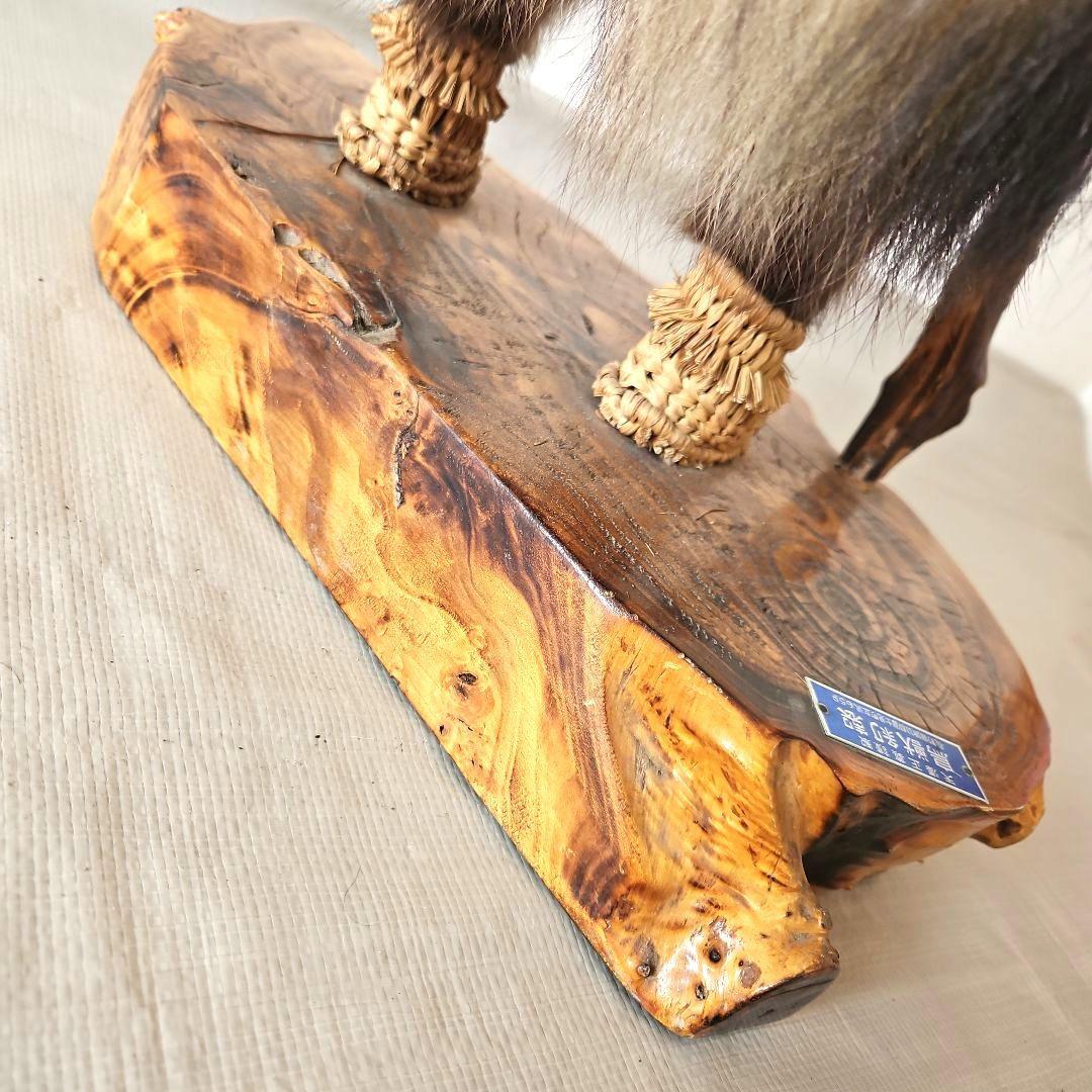 タヌキ　狸　鳥獣　剥製　本物　縁起物　商売繁盛　出世運　天然木　台座付き