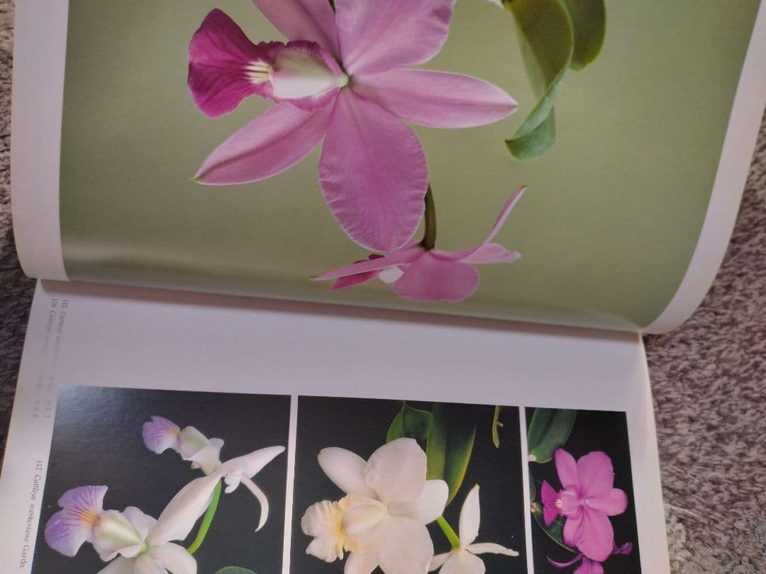 世界の野生蘭ORCHIDATLAS VOL. 3 Cattleya Laelia