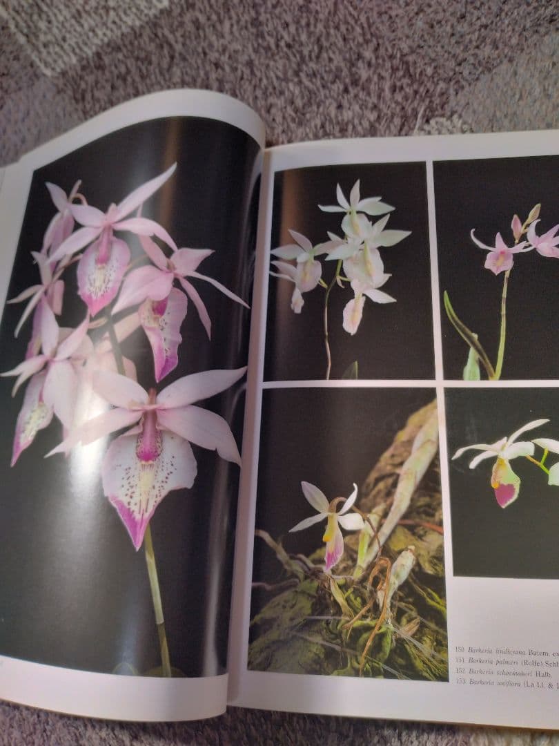 世界の野生蘭ORCHIDATLAS VOL. 3 Cattleya Laelia