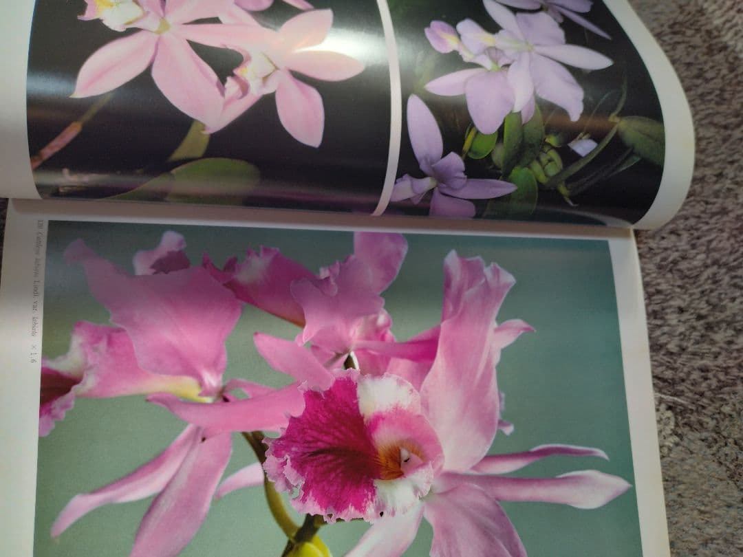 世界の野生蘭ORCHIDATLAS VOL. 3 Cattleya Laelia