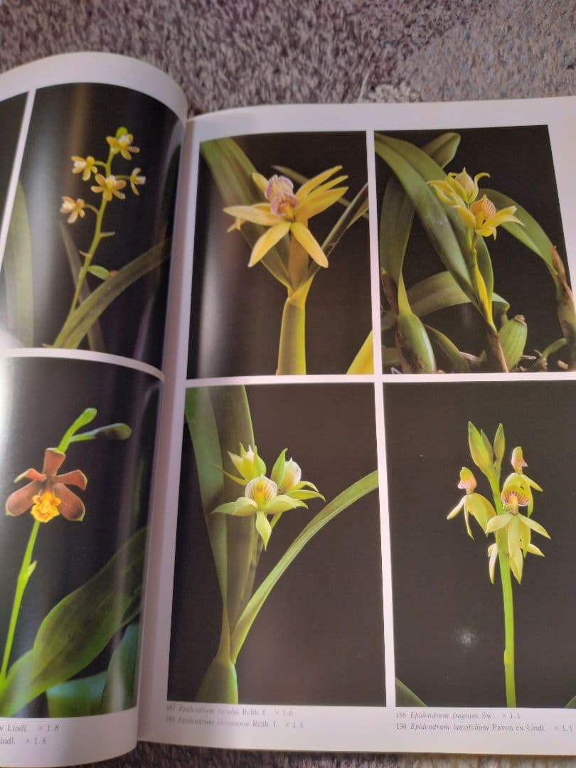 世界の野生蘭ORCHIDATLAS VOL. 3 Cattleya Laelia