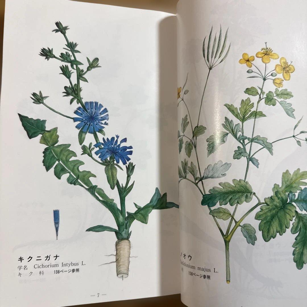 メッセゲ氏の薬草療法 ハーブ 薬草 自然療法 本 自然の友社 モーリス・メッセゲ