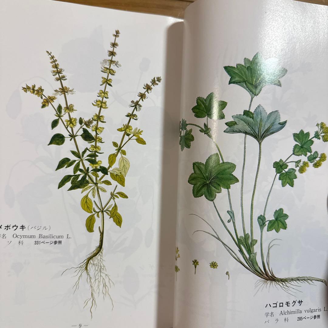 メッセゲ氏の薬草療法 ハーブ 薬草 自然療法 本 自然の友社 モーリス・メッセゲ