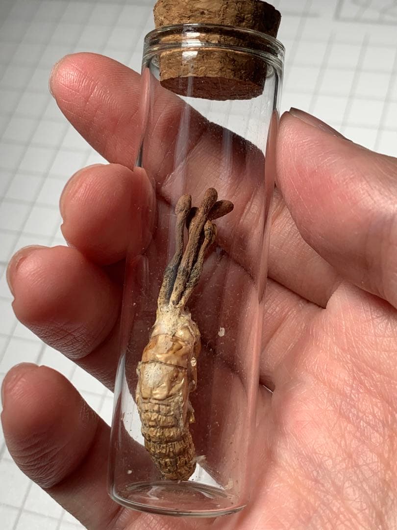 珍品！　冬虫夏草　セミ　昆虫標本　漢方　鉱物　隕石　呪物　根付　出土　人体標本