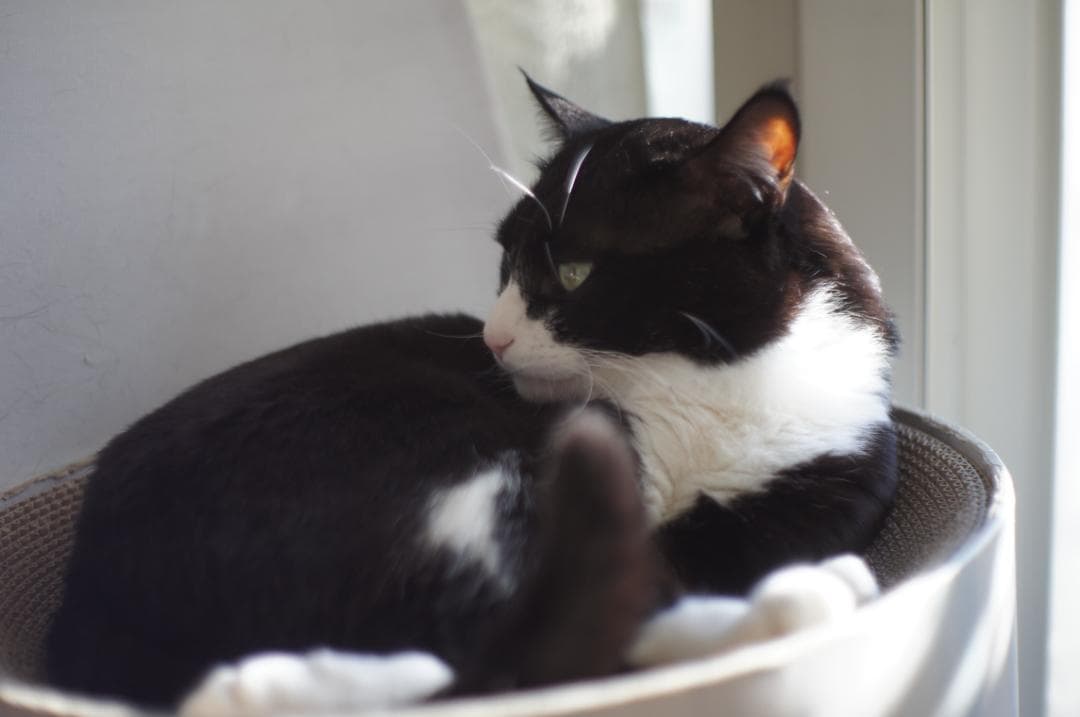 Olympus G.Zuiko 40mm F1.4 TTL 光学美品 希少