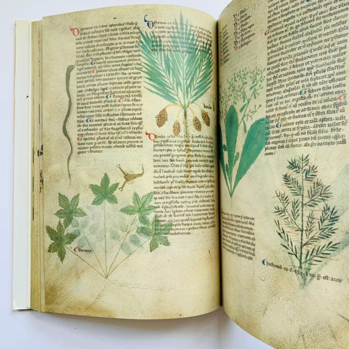 アート・デザイン・音楽 Medieval Herbal