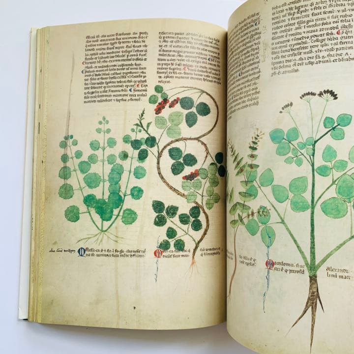 アート・デザイン・音楽 Medieval Herbal