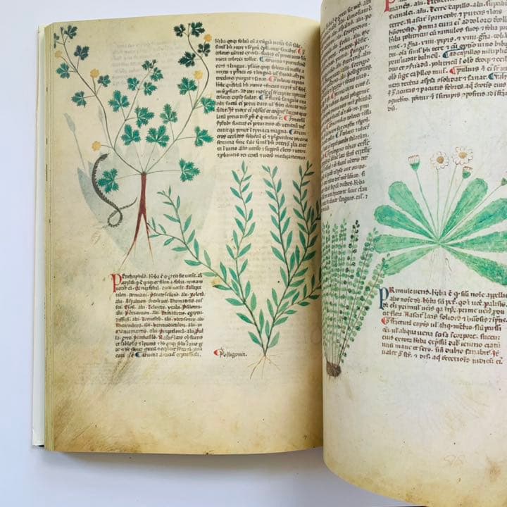 アート・デザイン・音楽 Medieval Herbal