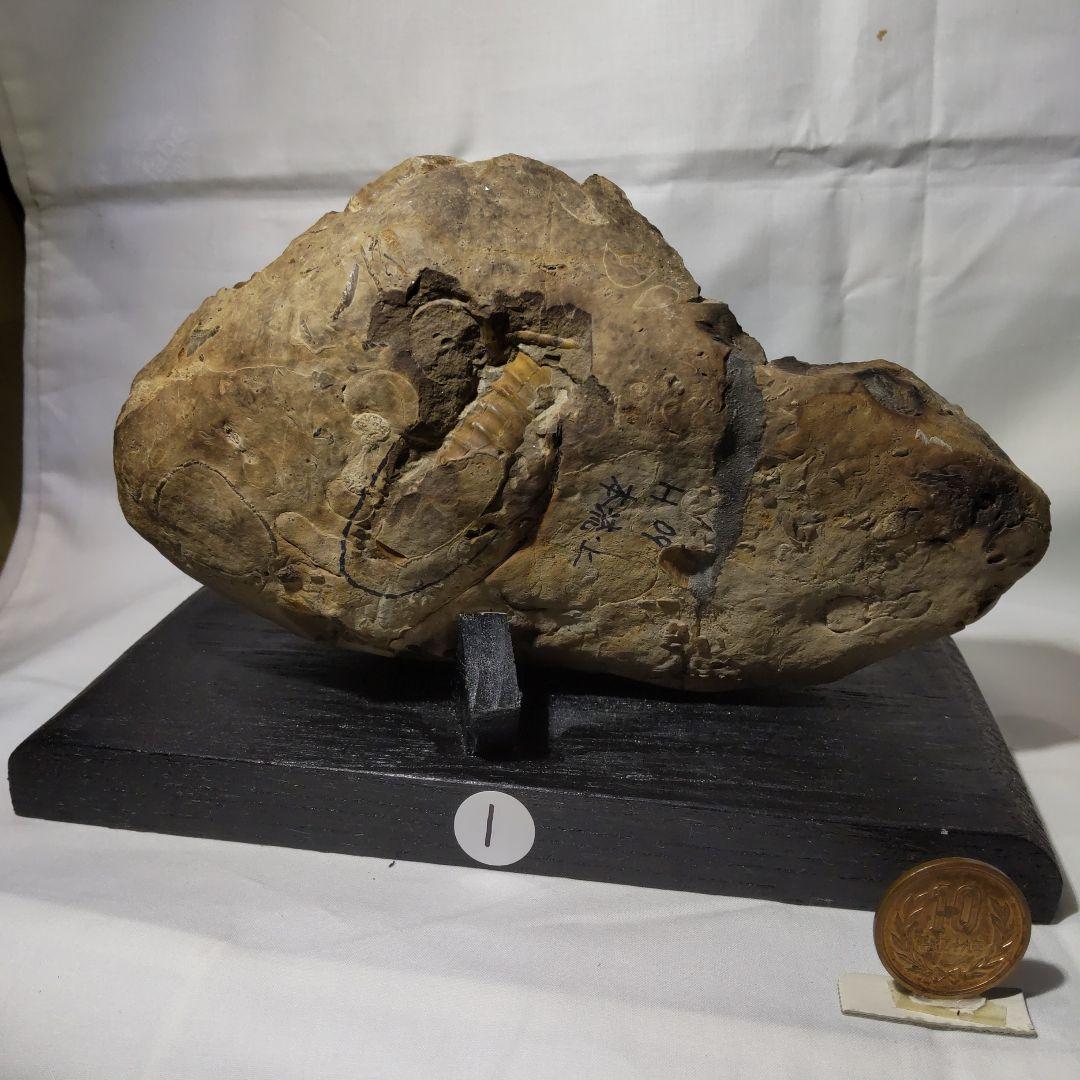 北海道アンモナイト化石、正常巻代表選手２種類が数個寄り添う２点＋資料4点