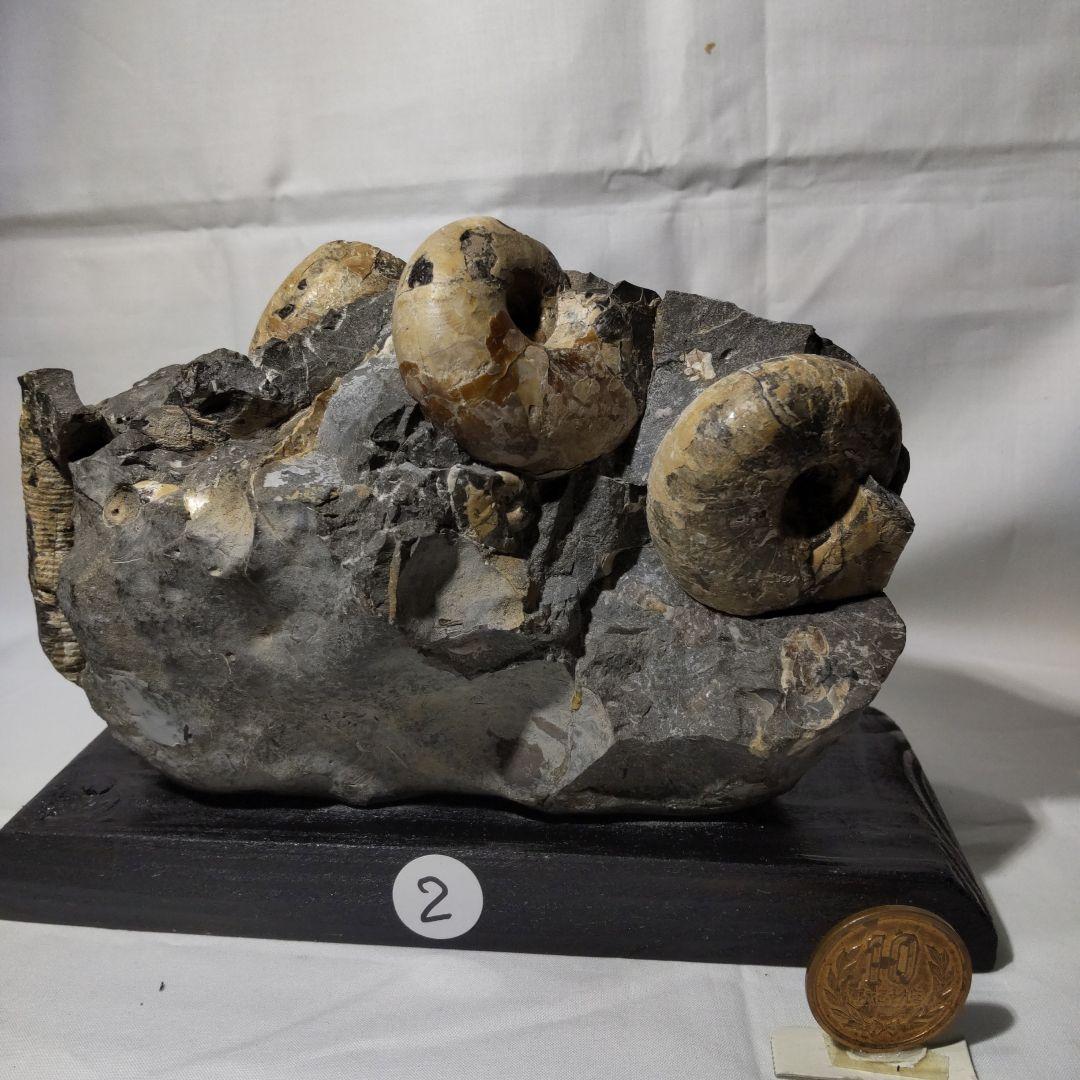 北海道アンモナイト化石、正常巻代表選手２種類が数個寄り添う２点＋資料4点