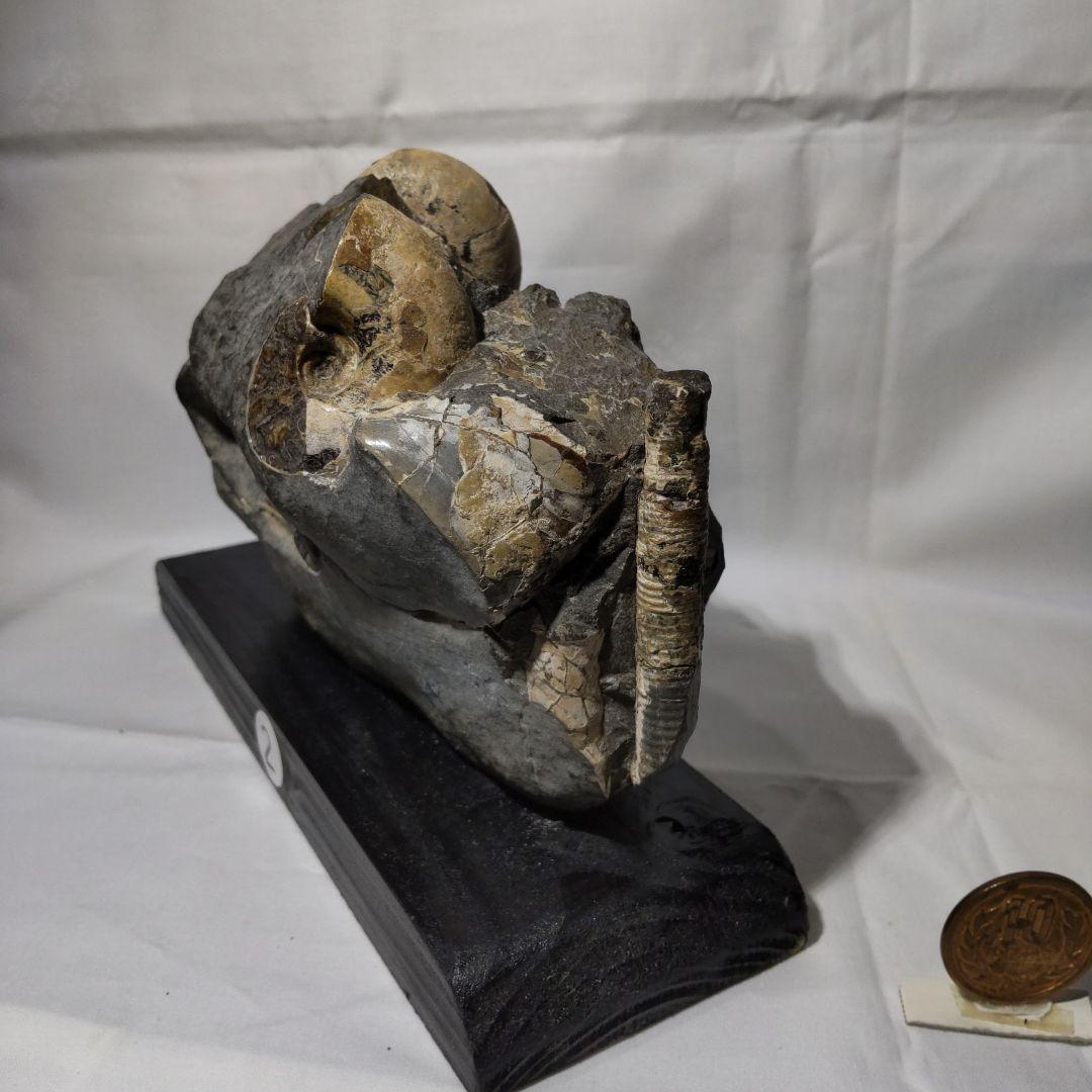 北海道アンモナイト化石、正常巻代表選手２種類が数個寄り添う２点＋資料4点