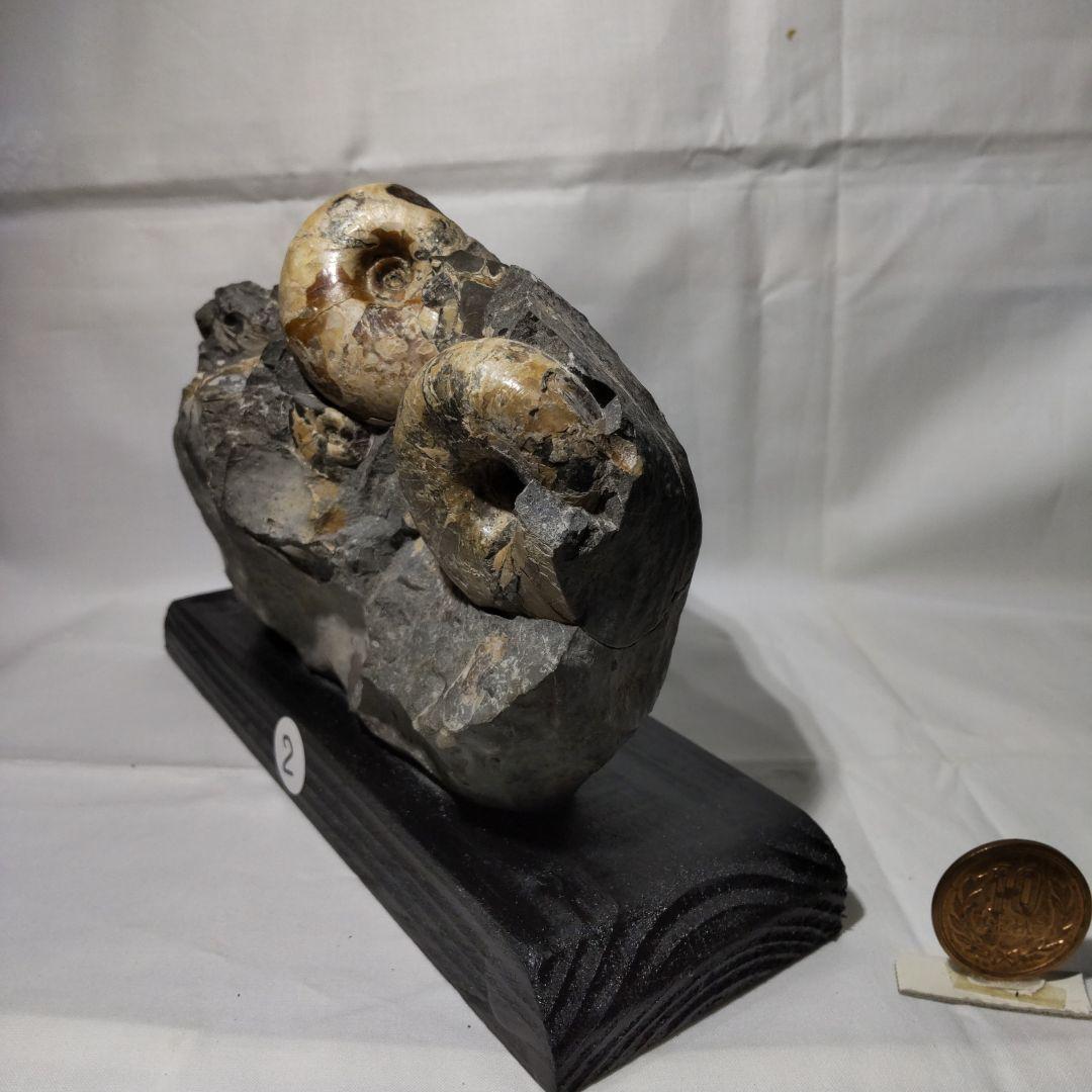 北海道アンモナイト化石、正常巻代表選手２種類が数個寄り添う２点＋資料4点