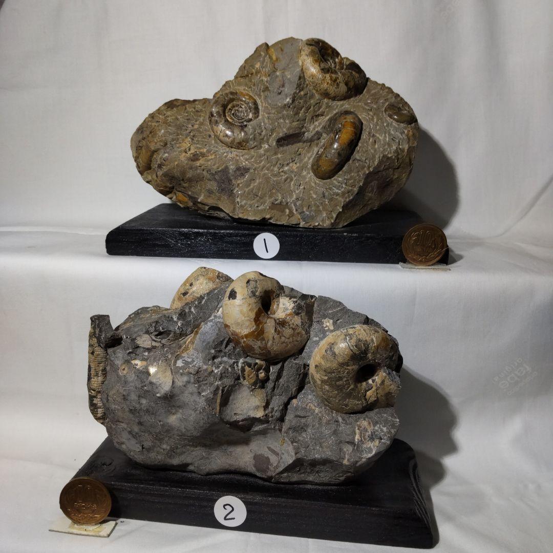 北海道アンモナイト化石、正常巻代表選手２種類が数個寄り添う２点＋資料4点