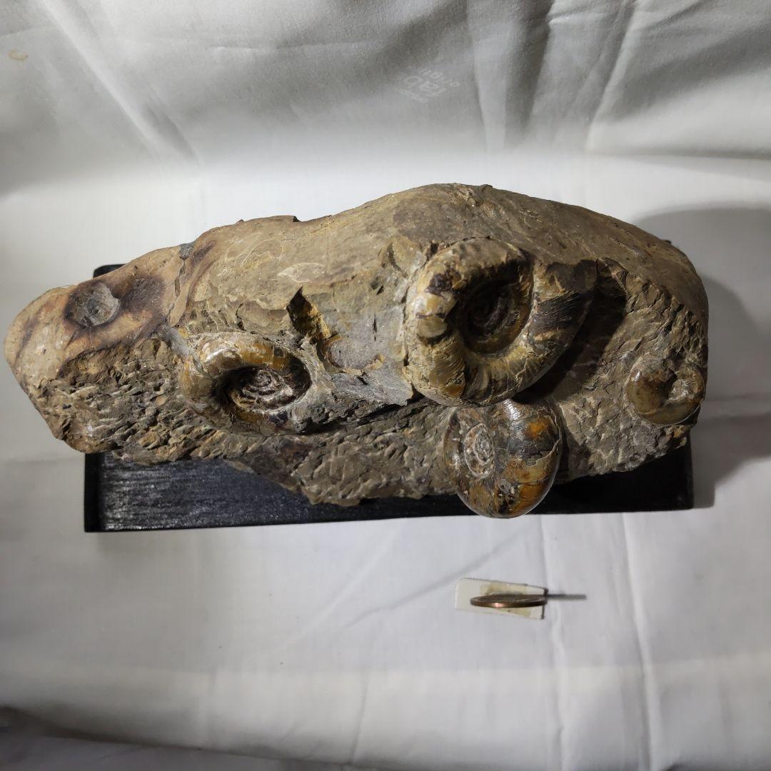 北海道アンモナイト化石、正常巻代表選手２種類が数個寄り添う２点＋資料4点