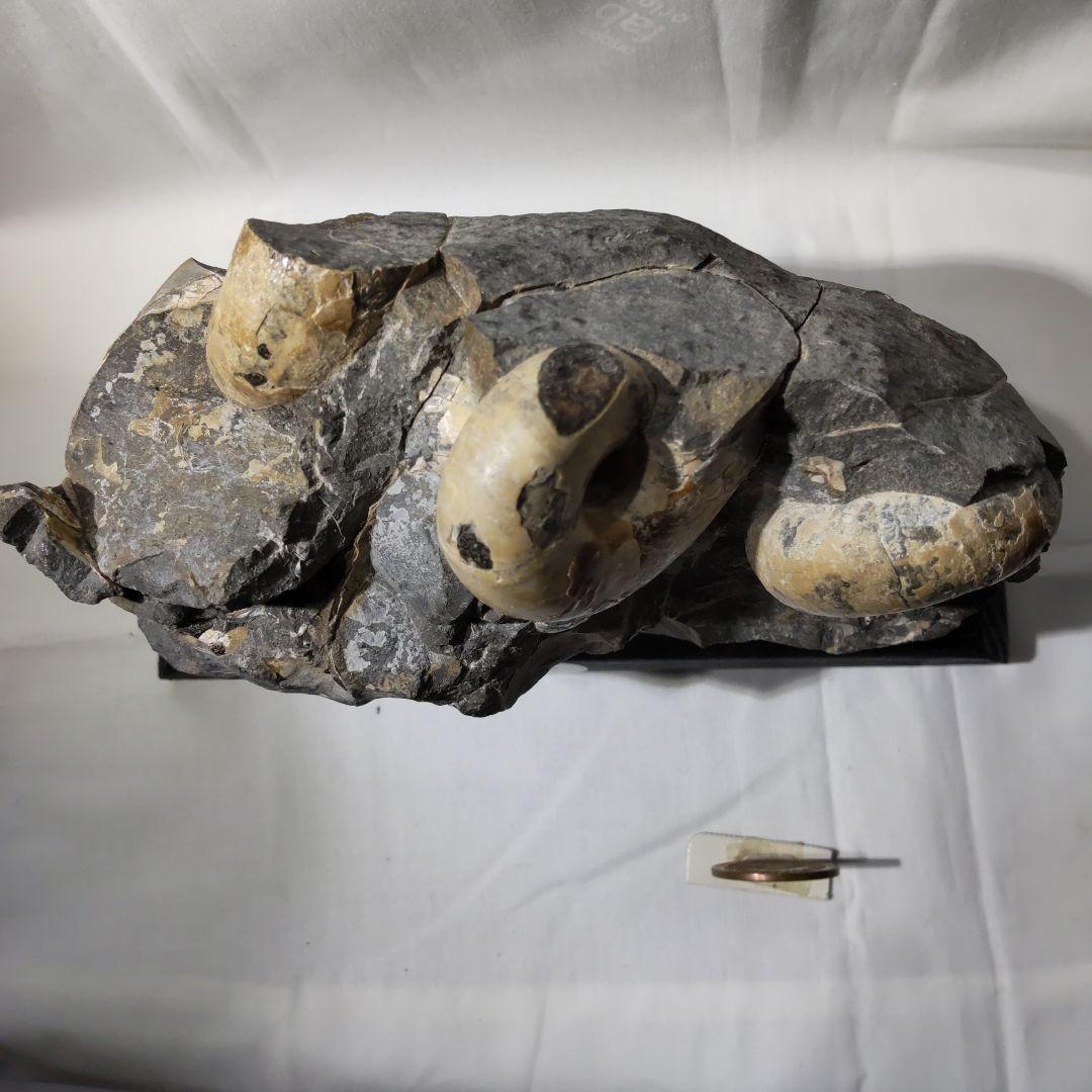 北海道アンモナイト化石、正常巻代表選手２種類が数個寄り添う２点＋資料4点