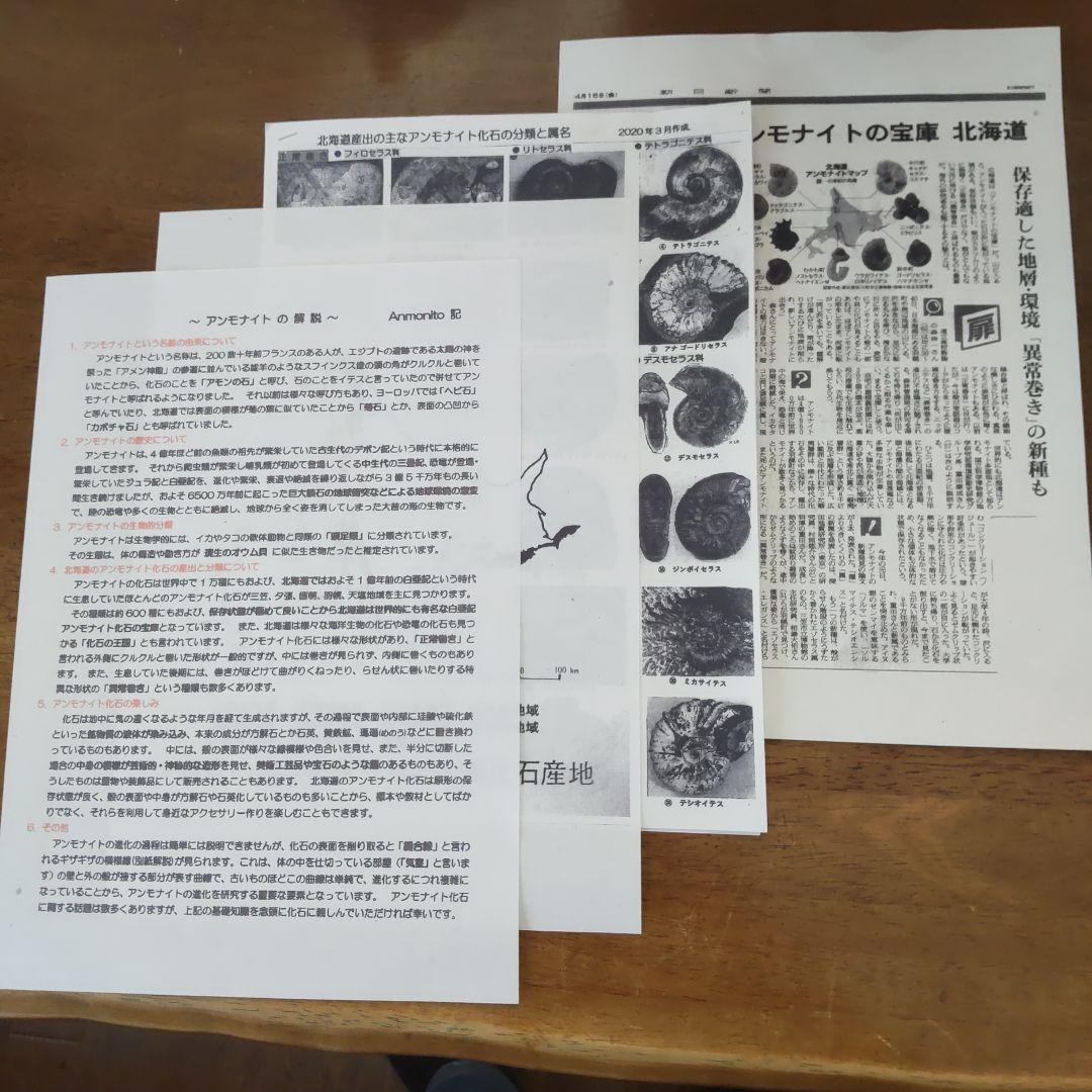 北海道アンモナイト化石、正常巻代表選手２種類が数個寄り添う２点＋資料4点