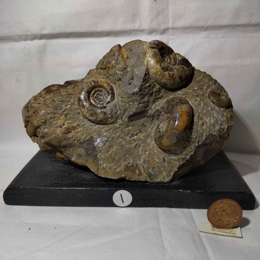北海道アンモナイト化石、正常巻代表選手２種類が数個寄り添う２点＋資料4点