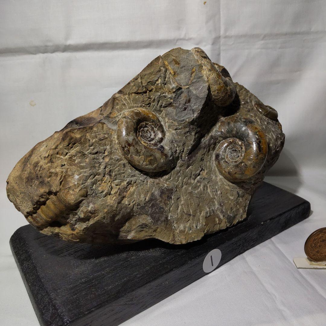 北海道アンモナイト化石、正常巻代表選手２種類が数個寄り添う２点＋資料4点