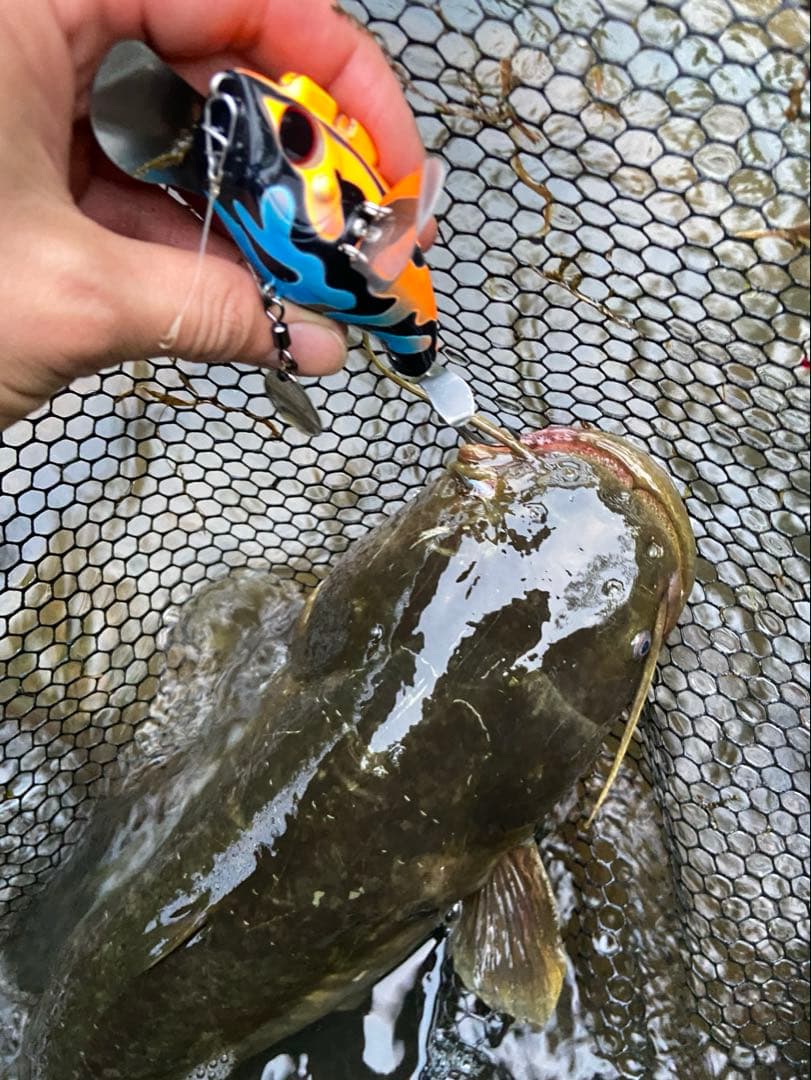 鯰が楽しめるセット！廃盤品キャタピーソフト２つ！！ポンパドール鯰！