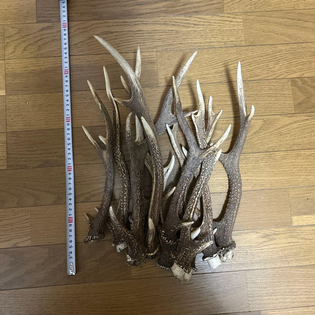 少し値下げしました ニホンジカ角 17本 インテリア装飾品、アクセサリー加工など