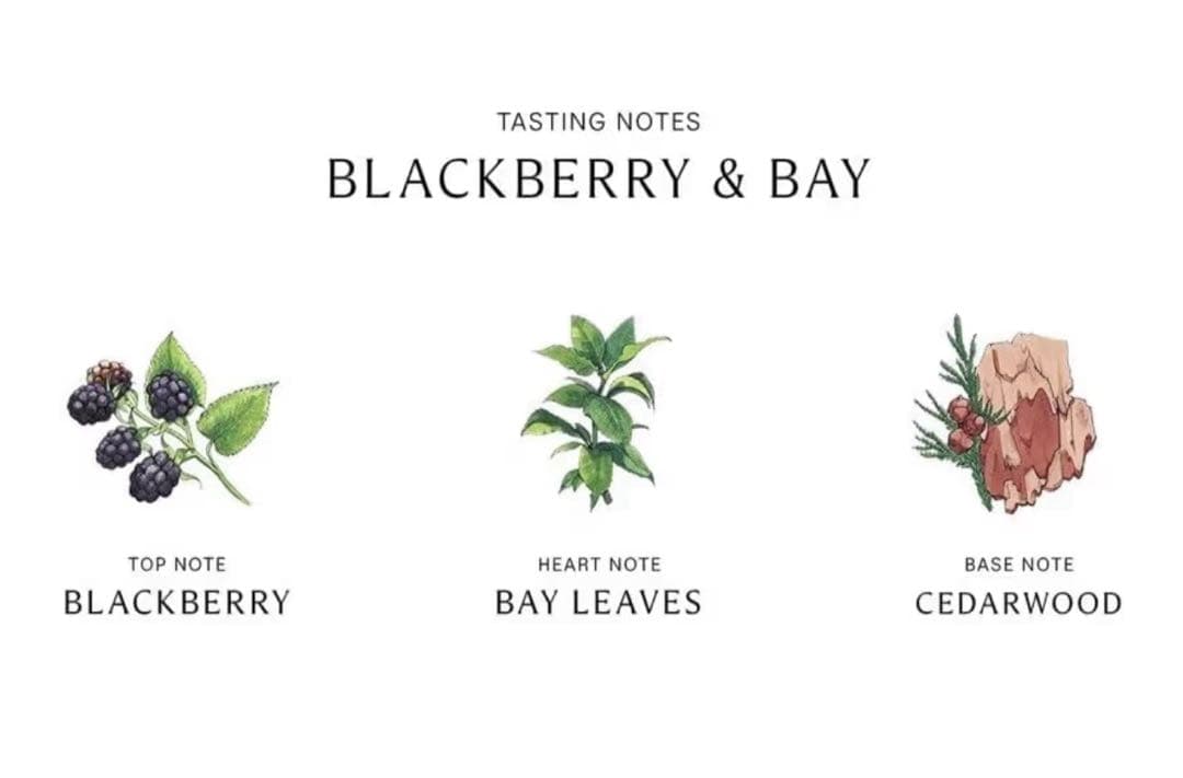 香水(女性用) Jo Malone Blackberry & Bay Cologne 100ml