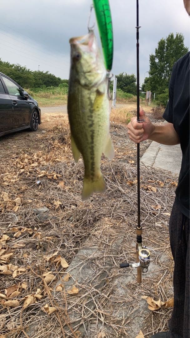 ZEAL ズイール　マレオダブルスイッシャー　マレオwスイッシャー