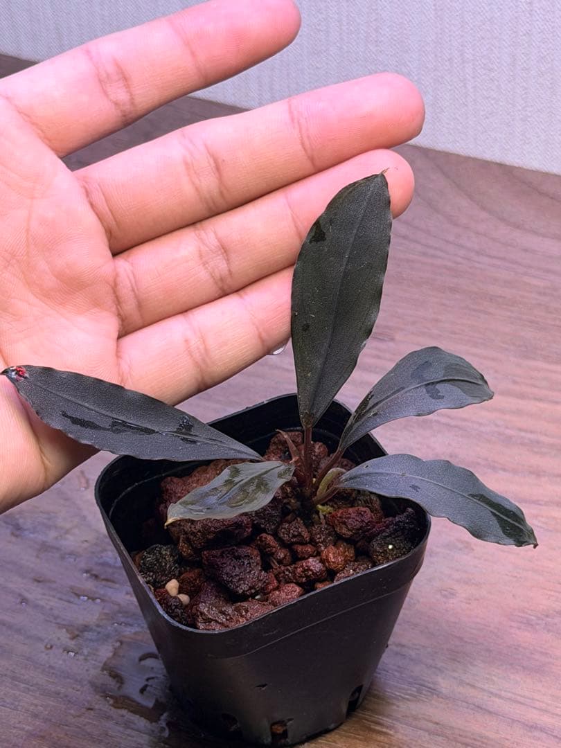 ブセファランドラ Bucephalandra 新種　名前まだありません