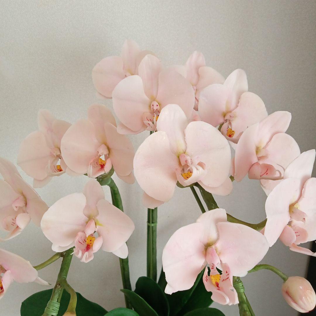 専用 淡いピンクの2本立ち胡蝶蘭 山茶花アレンジ クレイフラワー