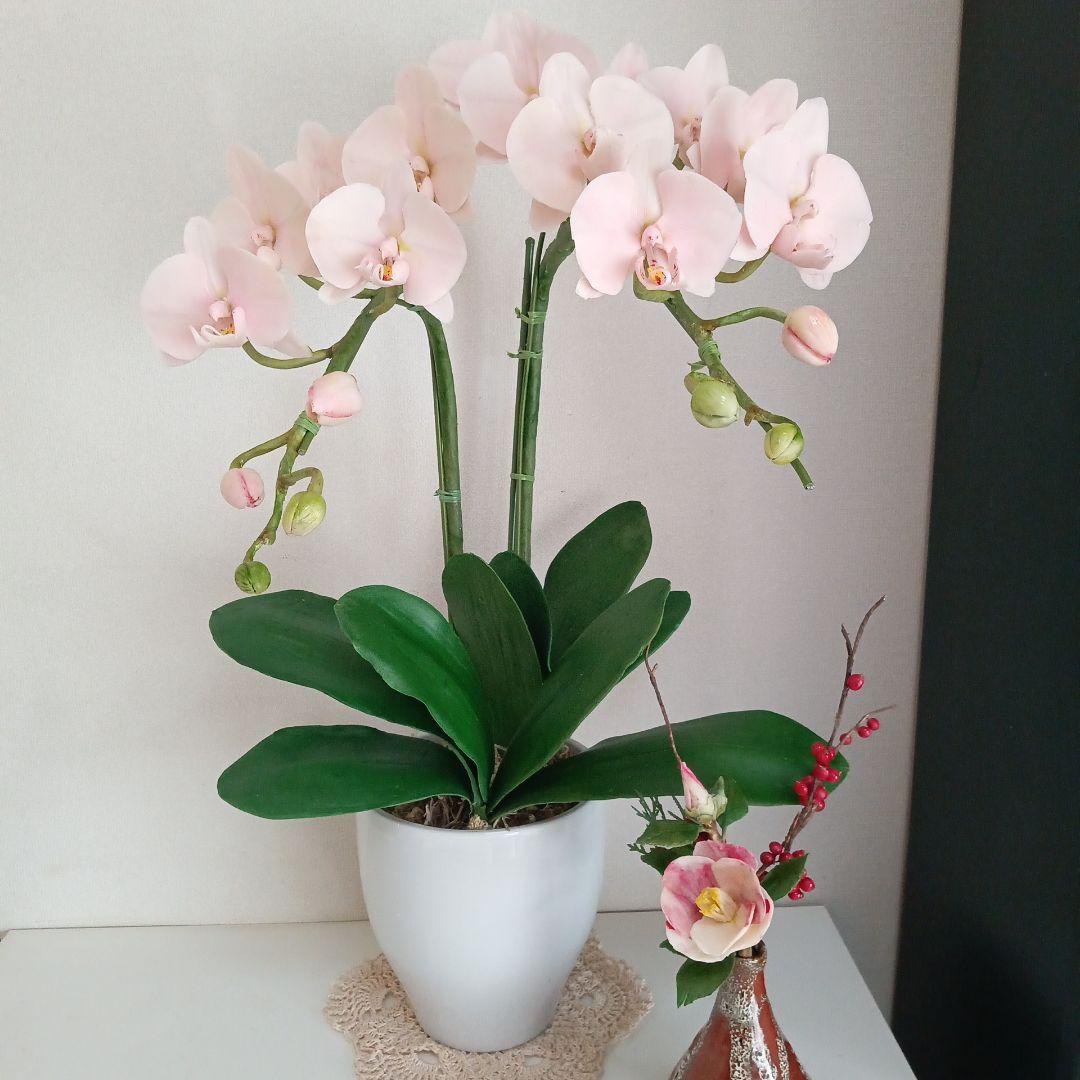 専用 淡いピンクの2本立ち胡蝶蘭 山茶花アレンジ クレイフラワー