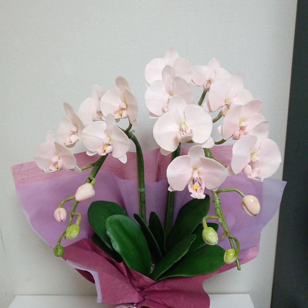 専用 淡いピンクの2本立ち胡蝶蘭 山茶花アレンジ クレイフラワー