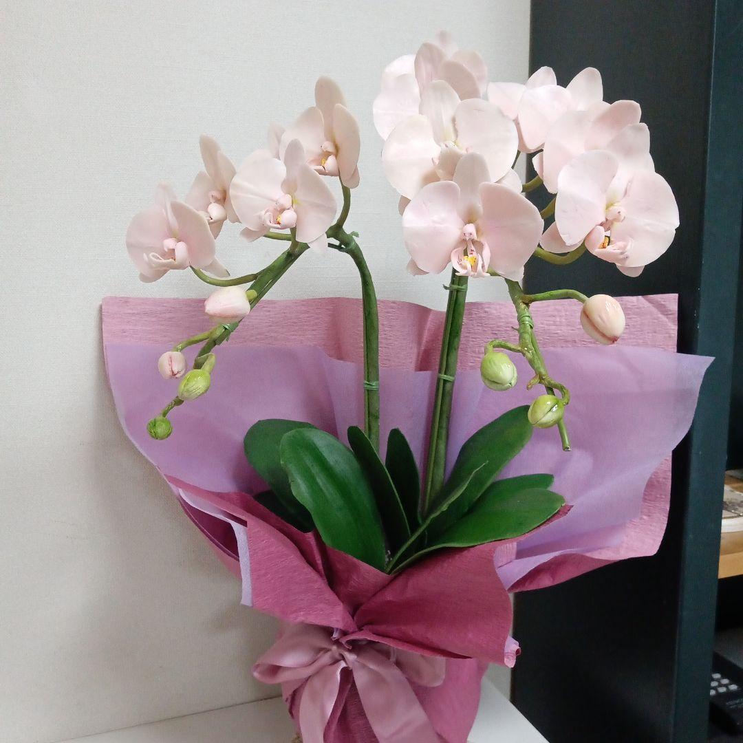 専用 淡いピンクの2本立ち胡蝶蘭 山茶花アレンジ クレイフラワー