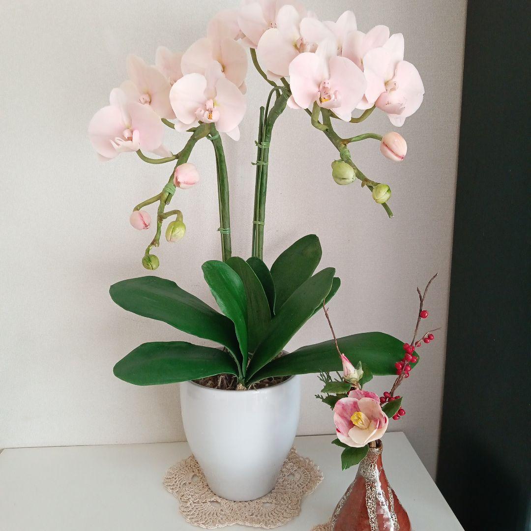 専用 淡いピンクの2本立ち胡蝶蘭 山茶花アレンジ クレイフラワー