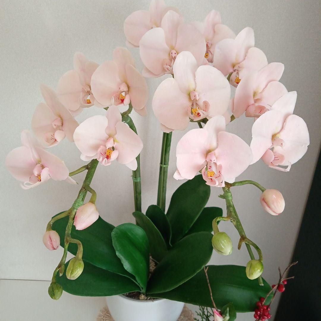 専用 淡いピンクの2本立ち胡蝶蘭 山茶花アレンジ クレイフラワー