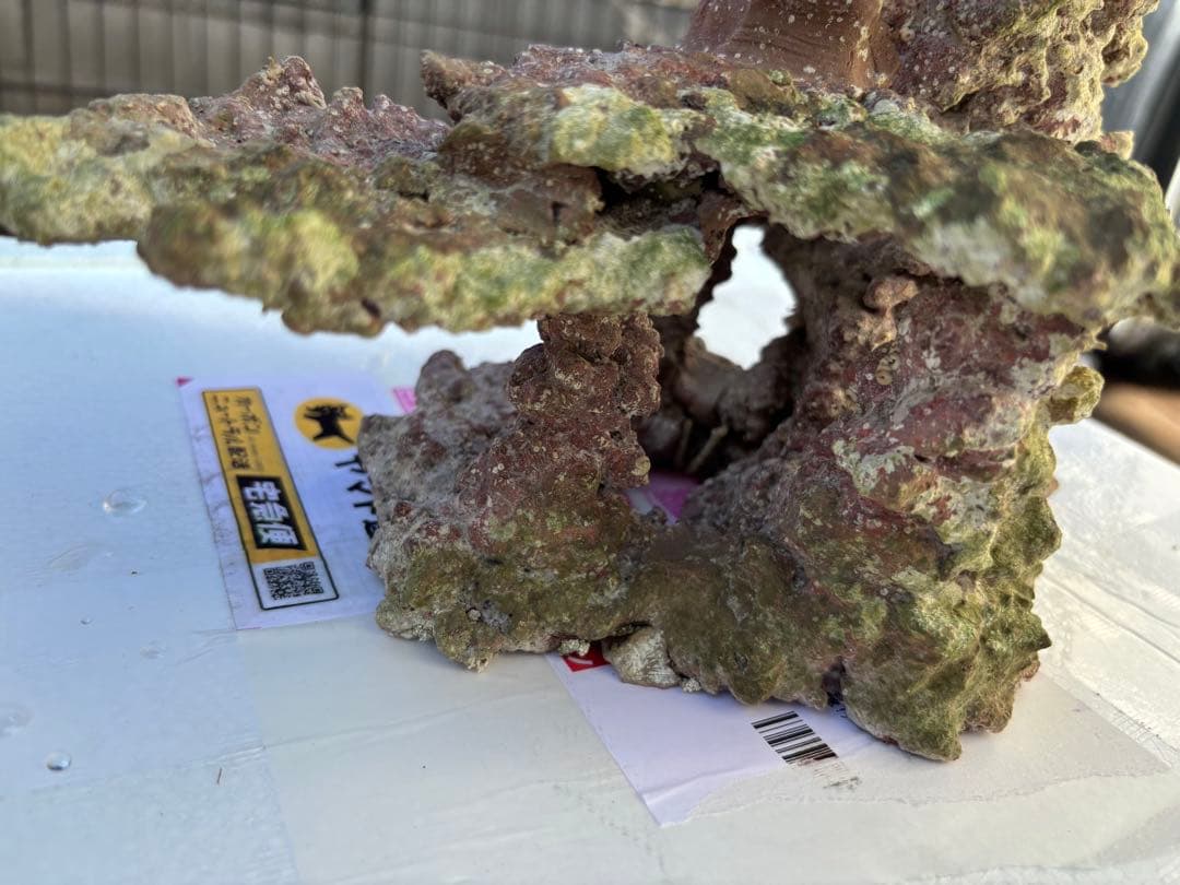 ライブロック 2点セット JSコーラル