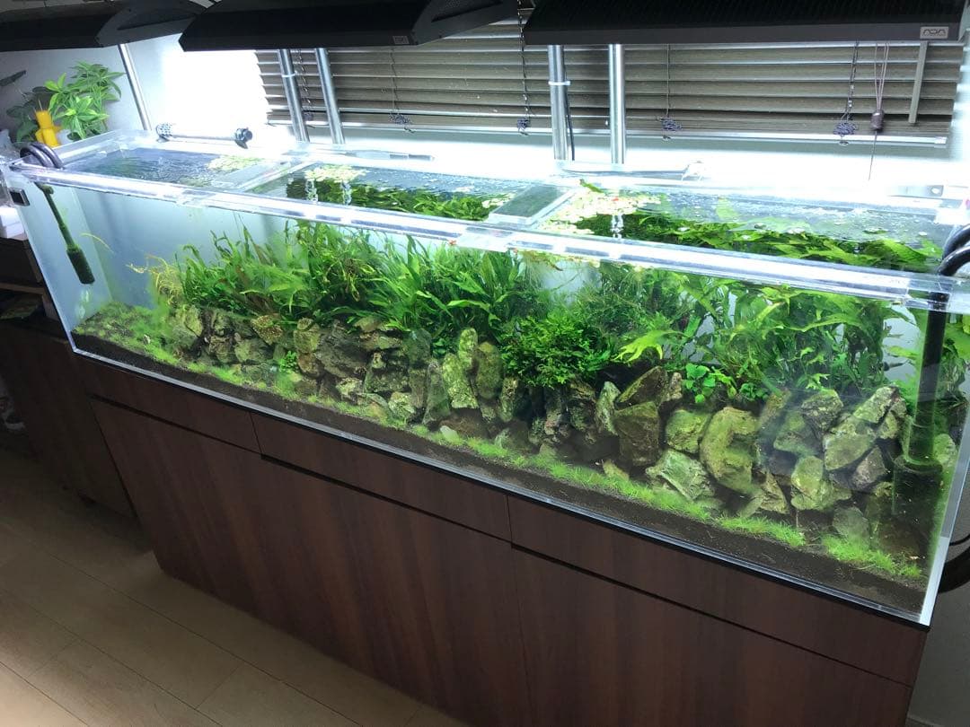 ひわ　大型アクリル水槽 横1800x高さ450x奥行き300mm 水槽のみ