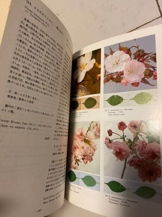 日本のサクラの種　品種マニュアル　日本花の会