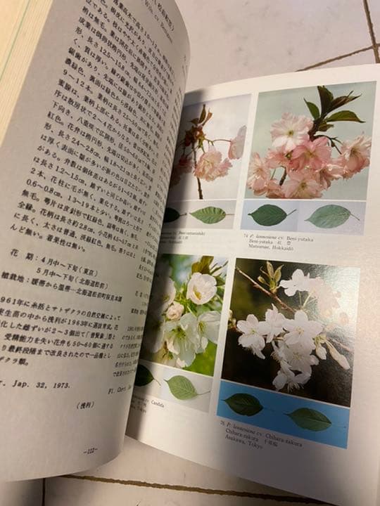 日本のサクラの種　品種マニュアル　日本花の会