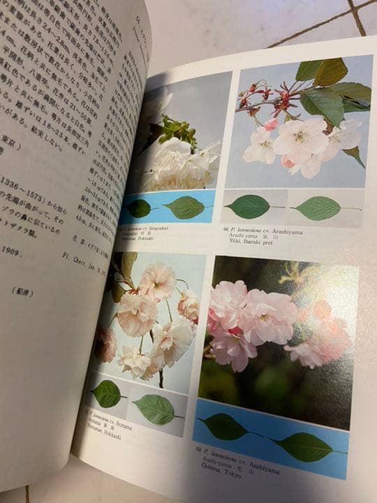 日本のサクラの種　品種マニュアル　日本花の会